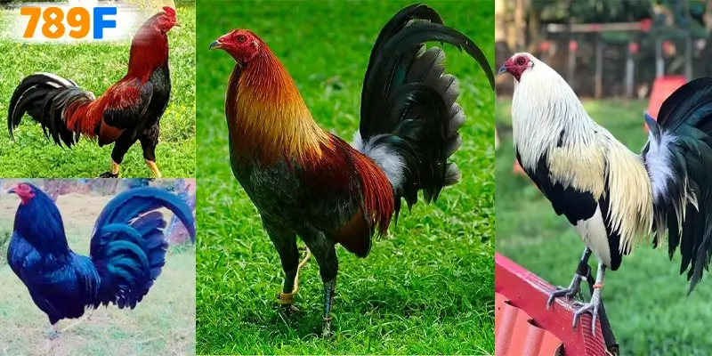 Gà Peru - nguồn gốc, “bản đồ” chuồng trại & playbook 28 ngày 3 Những dòng gà dùng để tham gia đá cựa dao