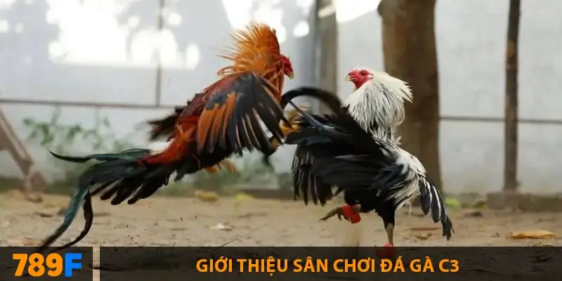 Gà Peru - nguồn gốc, “bản đồ” chuồng trại & playbook 28 ngày 3 Lý do đá gà C3 được yêu thích