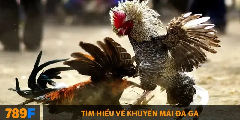 Khuyến Mãi Bắn Cá ở 789F – Tặng Code & Xu Thưởng Lớn 1 Tìm hiểu về khuyến mãi đá gà
