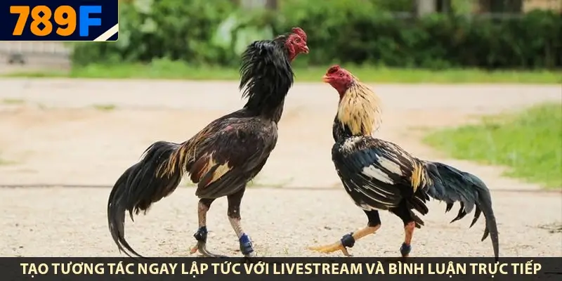 Gà Peru - nguồn gốc, “bản đồ” chuồng trại & playbook 28 ngày 3 Tạo tương tác ngay lập tức với livestream và bình luận trực tiếp