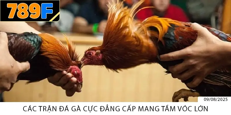 Trò Chơi 789F – Kho Giải Trí Đỉnh Cao Cho Mọi Game Thủ 3 Các trận đá gà cực đẳng cấp mang tầm vóc lớn